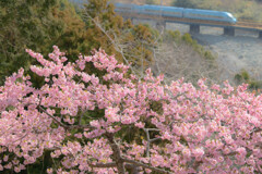 河津桜とロマンスカー