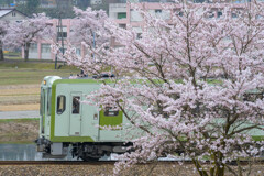 桜と飯山線