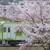 桜と飯山線