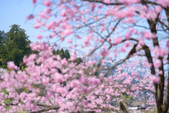 春爛漫