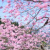 春爛漫