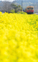 小さな駅と菜の花畑