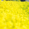 小さな駅と菜の花畑