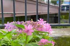 紫陽花の季節