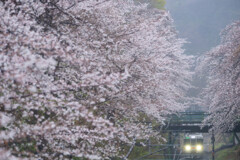 山北の桜