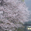 山北の桜