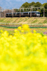 菜の花とロマンスカー➁