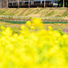 菜の花とロマンスカー➁