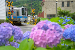 路地に咲く紫陽花