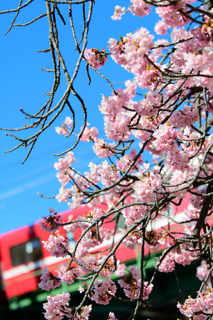 河津桜と京急
