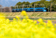 菜の花とロマンスカー③