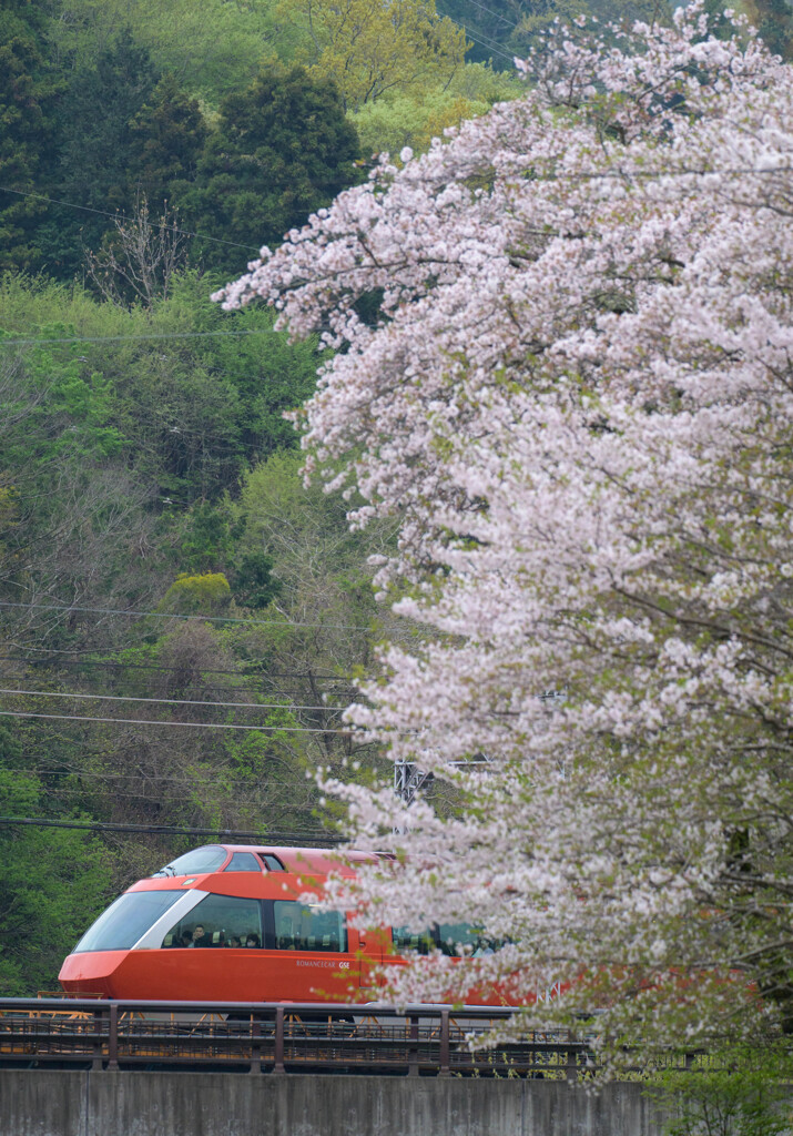 桜から新緑の季節へ