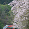 桜から新緑の季節へ