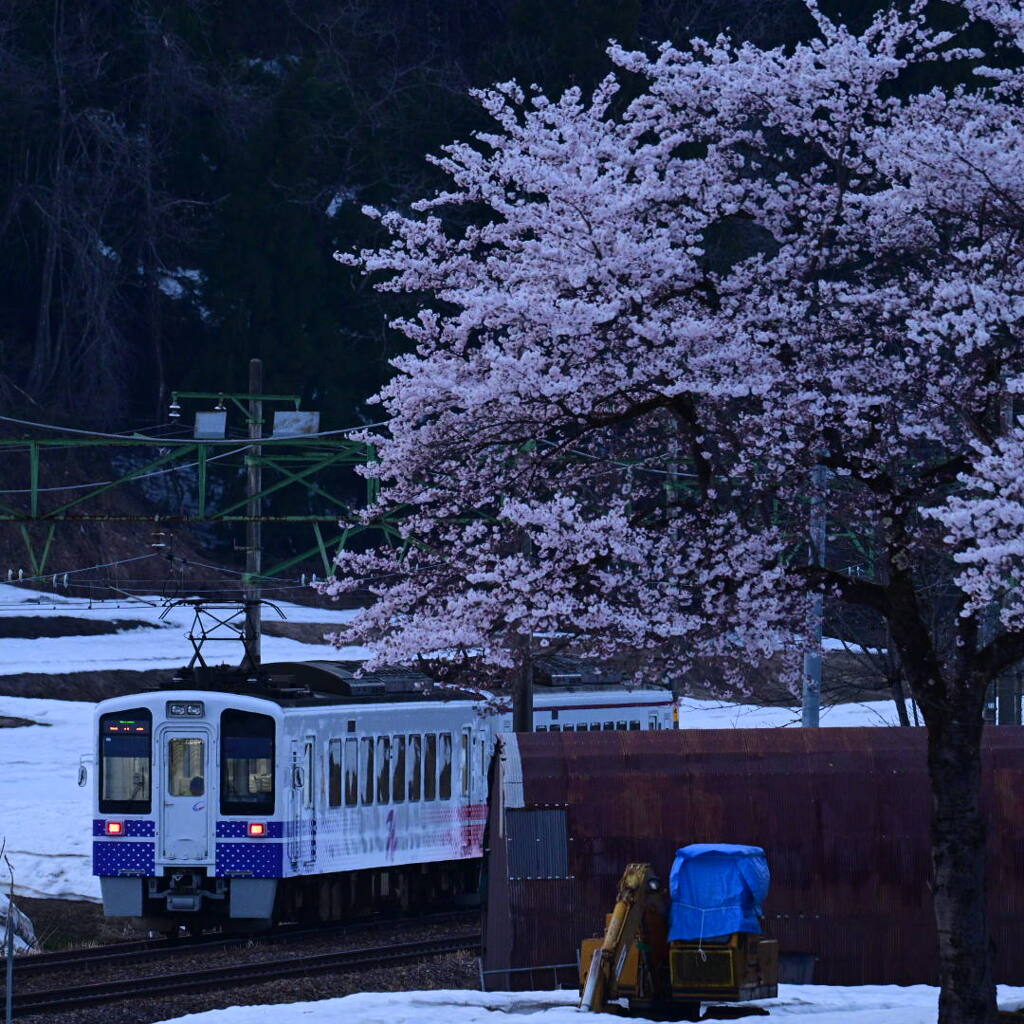 桜と雪