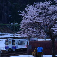 桜と雪