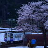 桜と雪