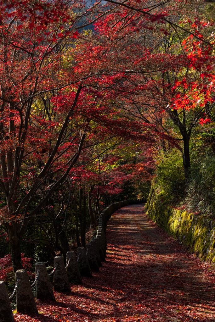 赤のトンネル