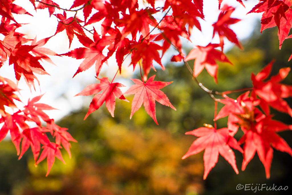 紅葉(2018.11.23)