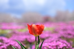 赤城南面千本桜５