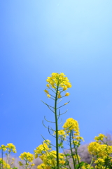 赤城南面千本桜６