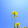 赤城南面千本桜６