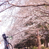 桜の道を行く
