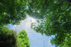 木々の間からビルの反射光