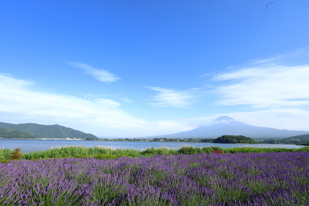 河口湖と富士山