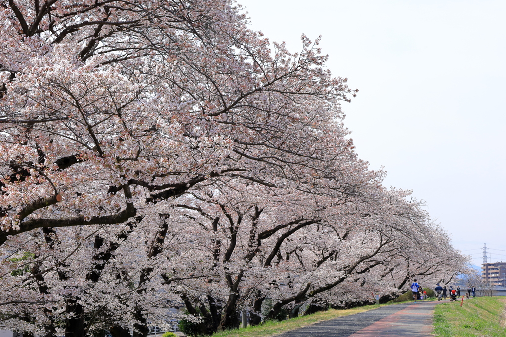 浅川の桜並木2022_IMG_3388-1
