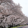 浅川の桜並木2022_IMG_3388-1