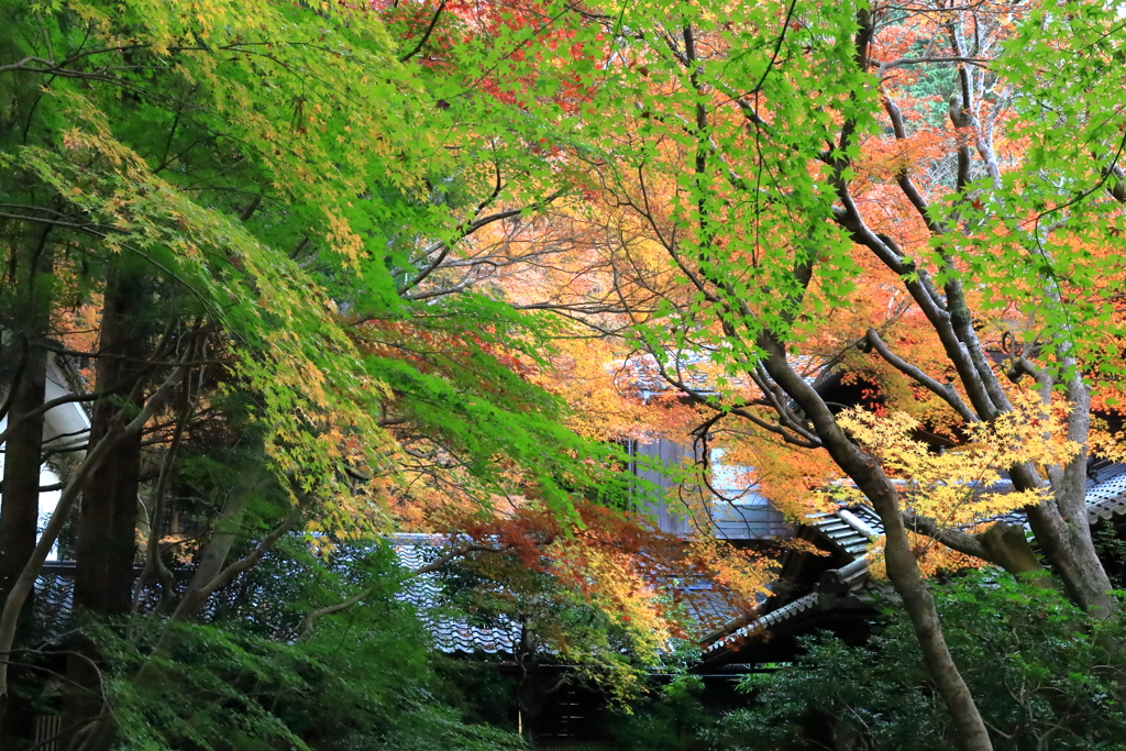 瑠璃光院_IMG_1666