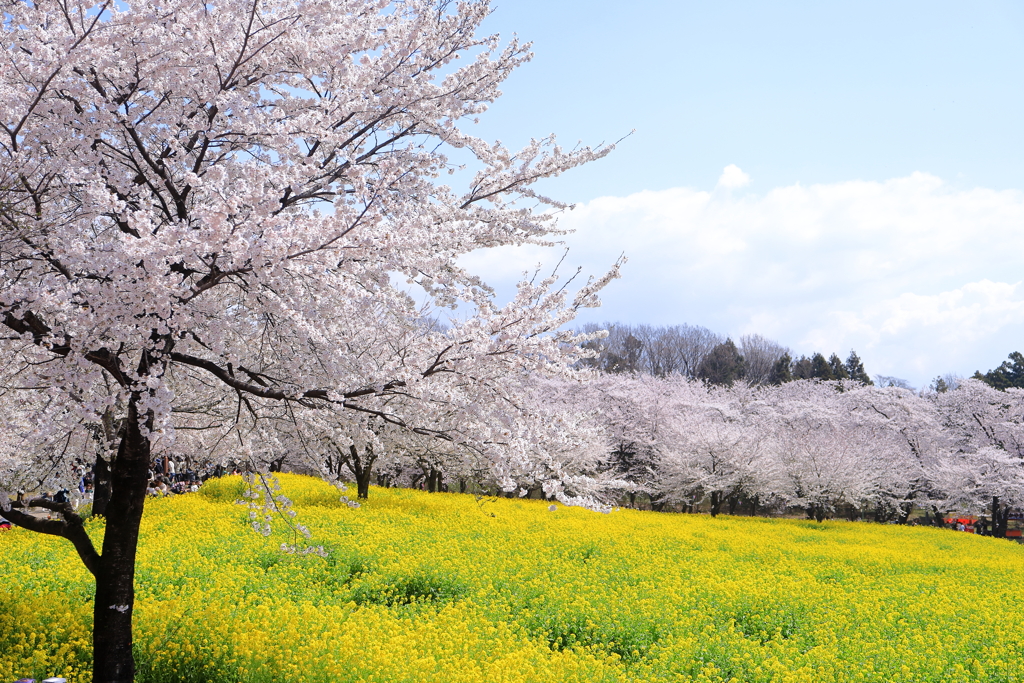 赤城南面千本桜１