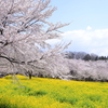 赤城南面千本桜１