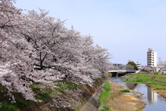 浅川の桜並木2022_IMG_3557-1