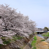 浅川の桜並木2022_IMG_3557-1