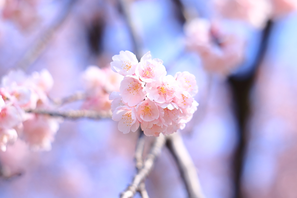 早咲きの桜