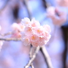 早咲きの桜