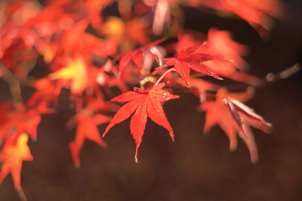 紅葉狩りにて