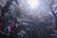 赤城南面千本桜３