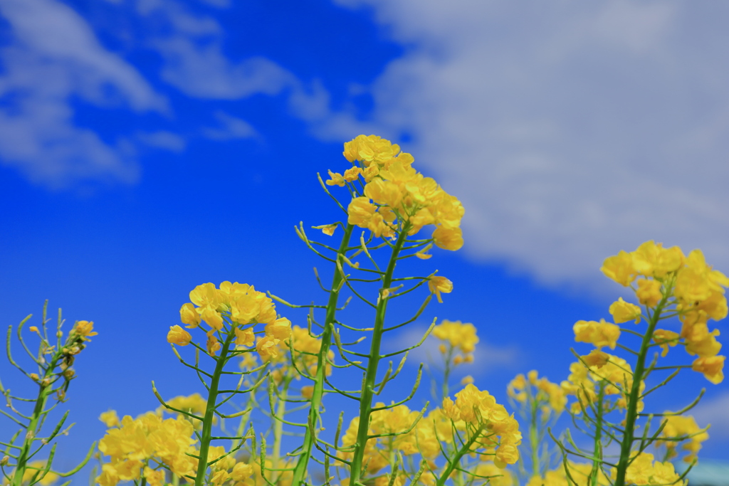 青空に咲く菜の花_IMG_3229-1