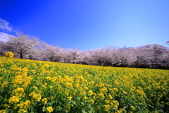 赤城南面千本桜２