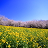 赤城南面千本桜２