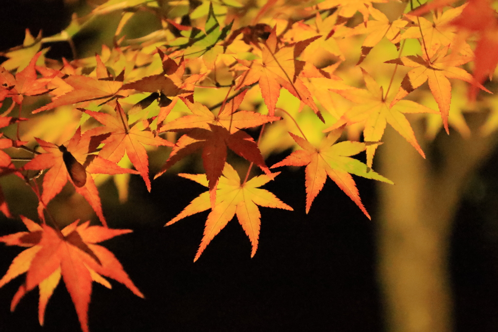 宝厳院_紅葉_IMG_1330