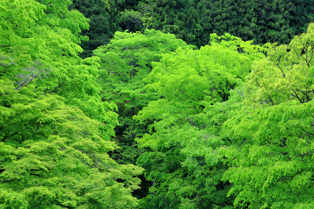 秋川渓谷の緑_IMG_4291-1
