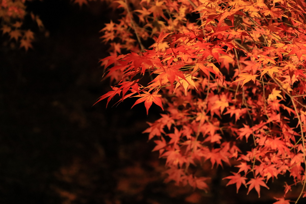 宝厳院_紅葉_IMG_1451