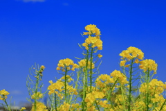 青空に咲く菜の花_IMG_3236-2