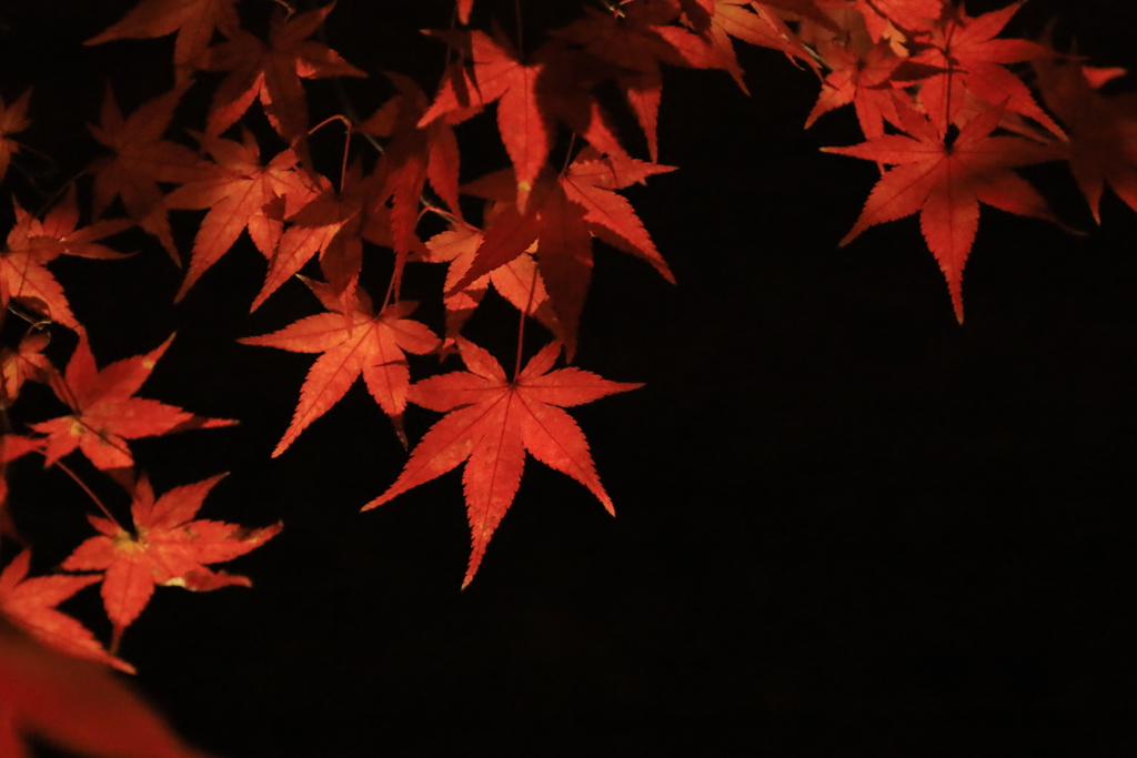 宝厳院_紅葉_IMG_1407