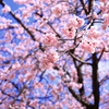桜_IMG_3283-1