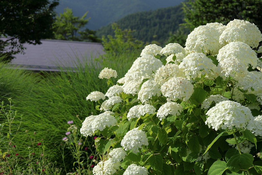 里山の白い紫陽花