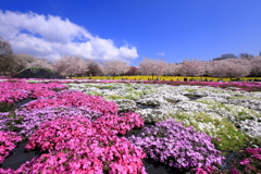 赤城南面千本桜４